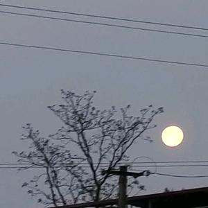 加油鸭啊我头像
