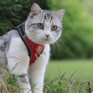 猫吖头像
