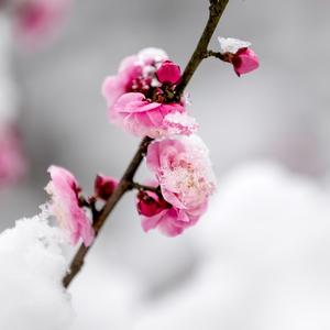 笑看雪中一枝梅头像