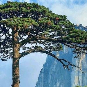 建造师阿忠头像
