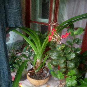 中国繁荣昌盛加油头像