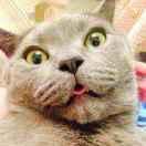 喵喵和猴头像
