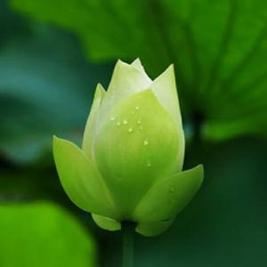 合格的羊毛党头像