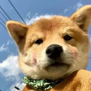 动漫大混剪头像