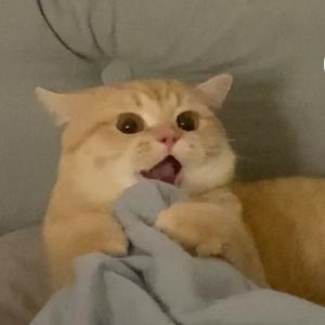淡泊的明镜SV头像