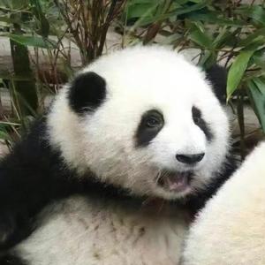 粟米说故事头像