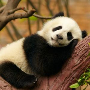 熊猫魅影头像