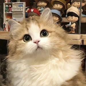 德才兼备的布朗尼头像