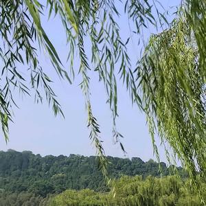 平平品品头像