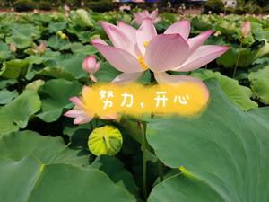 要永远快乐的gangan头像