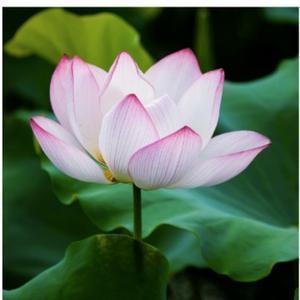 值得信赖一花一世界头像