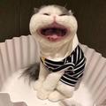 从魁元辰头像
