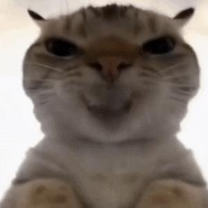 猫猫头像