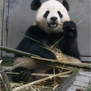国宝大熊猫那些事头像