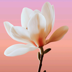 光明海头像