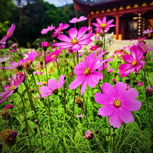 农村小孩头像