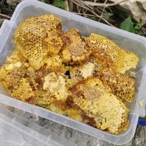 户外找蜂永哥头像