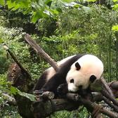 拐都拐火了头像