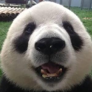 安慕希的崽头像