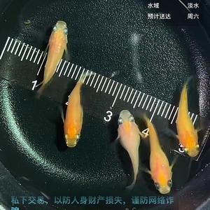 观背青鳉头像