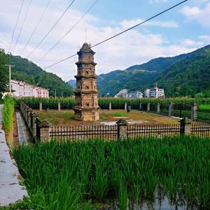 杨哥头像