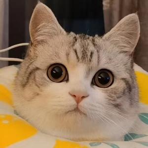 优雅奶酪C头像