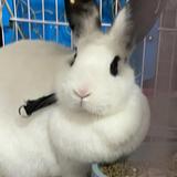 鱼发财的萝卜兔斯基头像