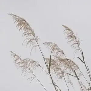 低调的奢华头像