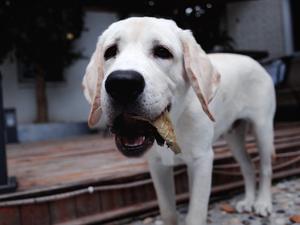 狗跳狮子舞 西瓜视频