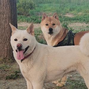 田园犬妞妞和憨憨头像