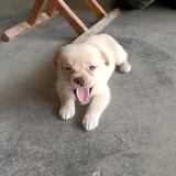 Hpi烹饪头像