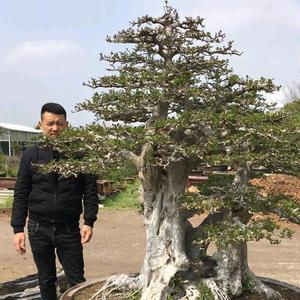 楷生盆景园头像