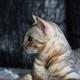 小众猫宠孟加拉豹猫 · 自由客车主·车龄8年头像