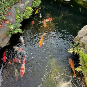 锦鲤集锦 头像