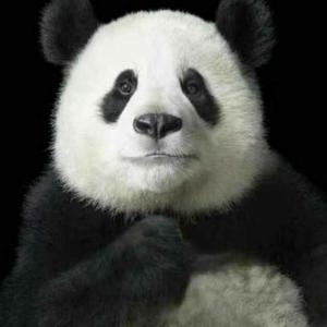 PanDa剪辑头像
