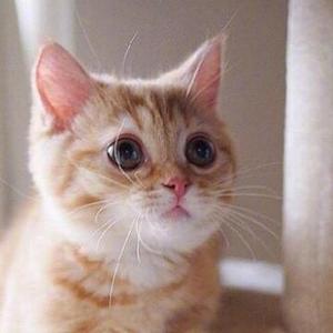 橘猫ai吃鱼头像