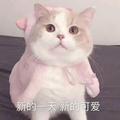 是小糖人ya头像