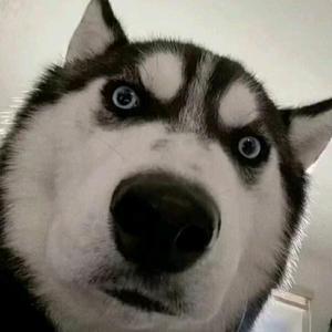 苏66米头像