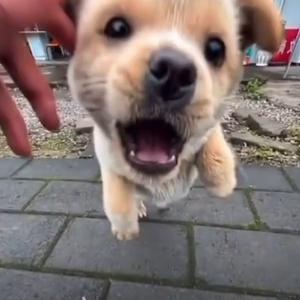 就是真实头像