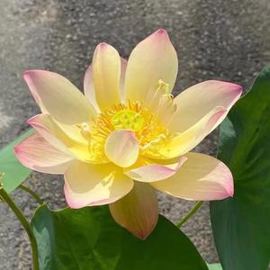 喜马拉雅的智慧头像