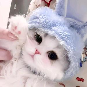 手工猫咪捏捏乐厂家头像