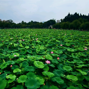 帆航头像