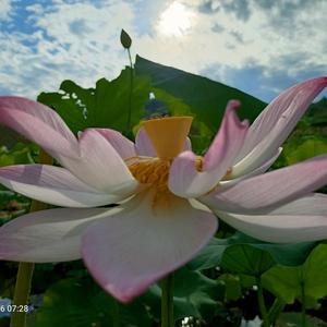 小白爱学习手头像