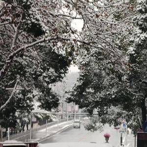 Cc.科普头像