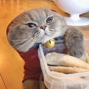 猫先生米奇头像