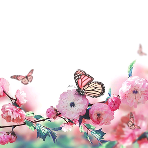 蜻蜓恋芙蕖头像