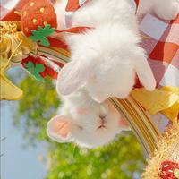 番茄108144895187头像