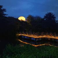 优雅橙子皮A头像