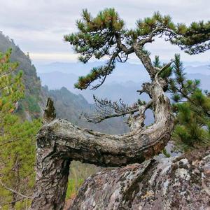 终南山青峰头像