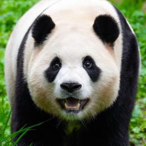 张鱼丸子头像